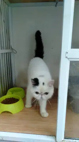 MURAH Indukan peaknose exo selalu cetak anak bagus