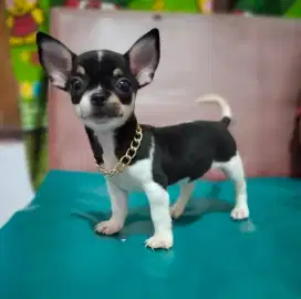Chihuahua Jantan stamboom