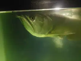 Jual Ikan Arwana Silver size 50cm