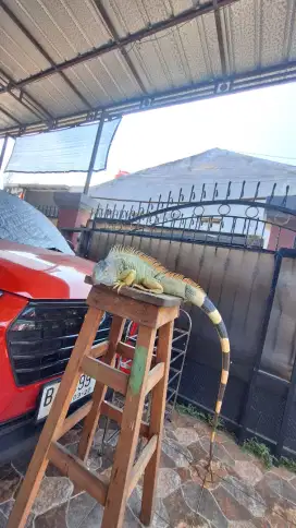 Green Iguana Jumbo Jantan
