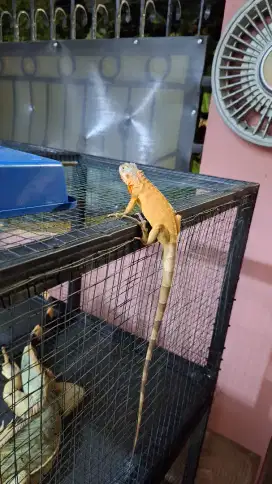 Super Red Iguana Baby