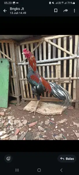 Jual jago Bangkok klasik ukrn 5 full,umur 11 bln