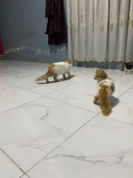 Lepas adopsi kucing angora x persia