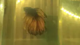 CUPANG HALFMOON