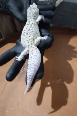 Gecko Jumbo Gecko