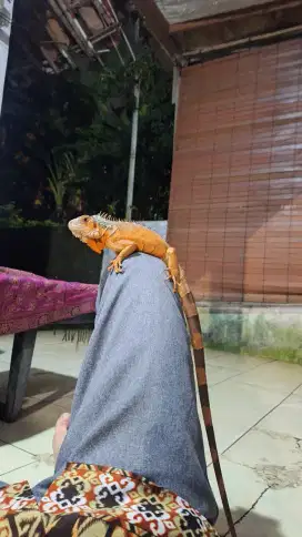 Super Red Iguana