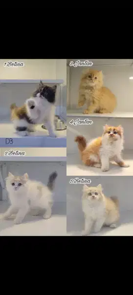 kucing kitten anakan persia anggora ragdoll himalaya mainecoon bsh