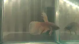 Cupang halfmoon