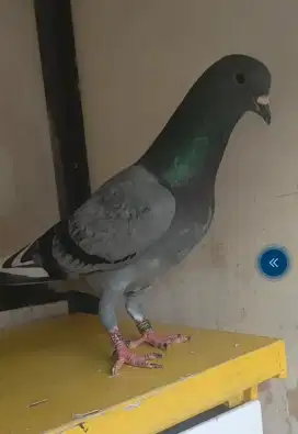 MERPATI KOLONG TRAH (KENWOD,JAGUAR,QIU QIU X MUMBAY PLUTO