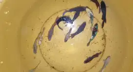 Ikan cupang betina