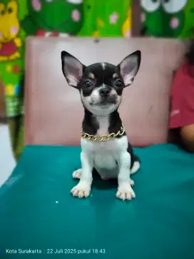 CHIHUAHUA JANTAN STAMBUM PERKIN