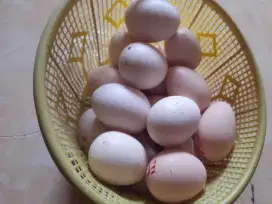 Telur Ayam Shamo Eropa Line Züchter & Bangkok Ekor Lidi Asli