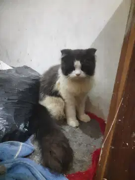 Kucing keturunan Scottish fold