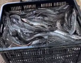 Di butuhkan sales freelance penjualan ikan lele