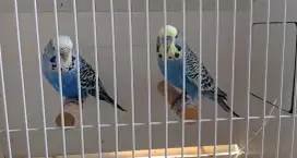 Parkit PB Postur Big