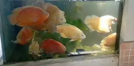 Ikan Oscar 12 ekor