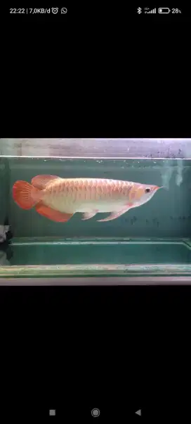 Super Red Arwana 43 cm enak diliat bekasi