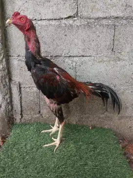 Ayam pamagonnnn