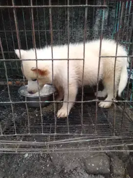 Puppies husmut (husky malamut)