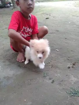 Puppies super minipom