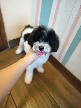 tiny parti poodle