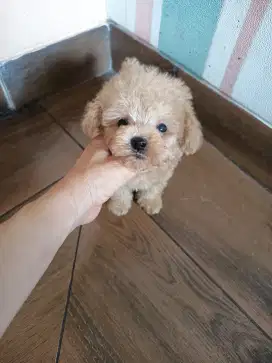 apricot teacup poodle