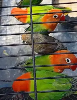Love Bird PB BIOLA EWING Borongan 5 ekor