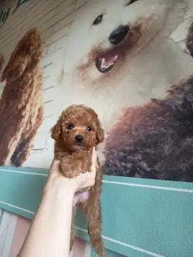 tiny red poodle