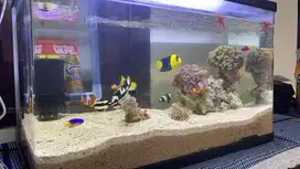Aquarium bending kaca 60cm