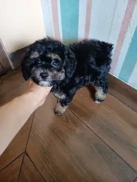 phantom toy poodle