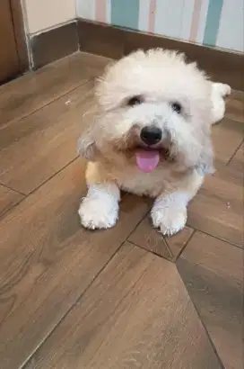 apricot toy poodle