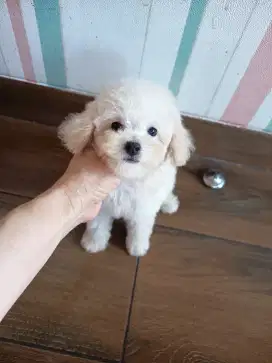 tiny white poodle