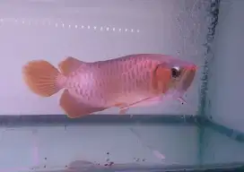 Arwana sr uk 38 cm