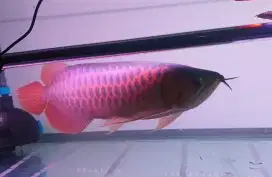 Arwana sr uk 36 cm
