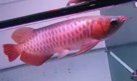 Arwana sr uk 35 cm
