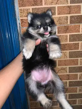 Anak anjing lucu minipom pomarian