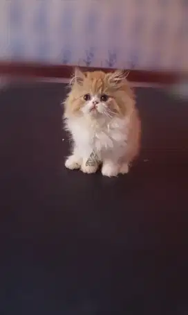 Kitten persia jantan