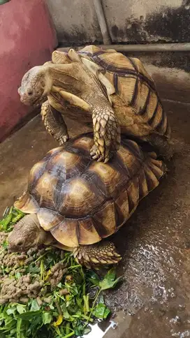 Kura-Kura Sulcata Pair