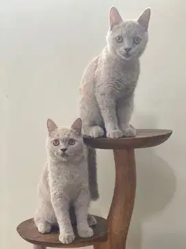 Kitten BSH 4bln Betina & Jantan