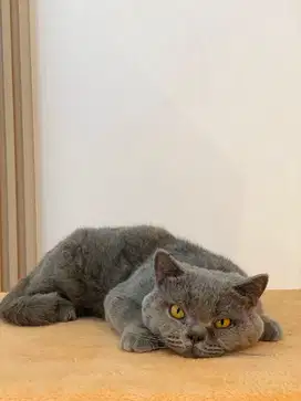 Brittish Shorthair Solid Blue Jantan
