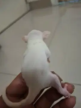 SUGAR GLIDER JOY leucistic