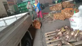 Jasa angkut kirim barang talas pertanian perkebunan panen jagung