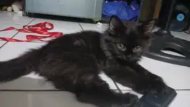 Open Adop Kucing Anggora Jantan