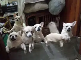 Jual cepat anjinng jenis chihuahua