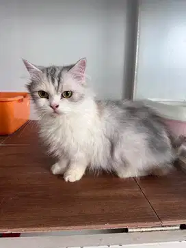 Munchkin betina dewasa