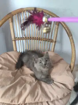Persia x himalaya x bsh hitam putih short hair