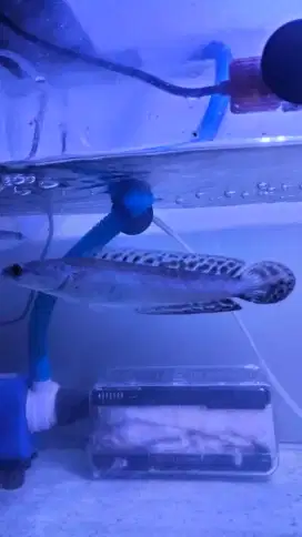 Ikan chana asiatica dan yellow centarum