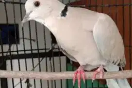 Burung puter pelung