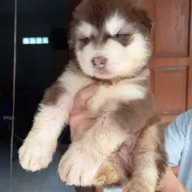 Alaska malamute istimewah