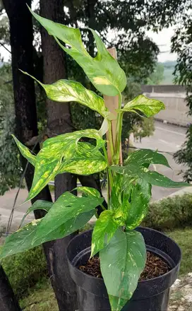 Epipremnum (kujang)